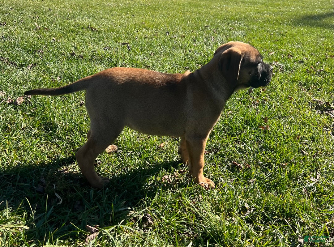 Bullmastiff dogs for sale: Lilac - Ad 3
