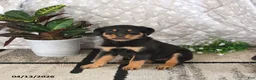 Rottweiler dogs for sale: Athena - Ad 5
