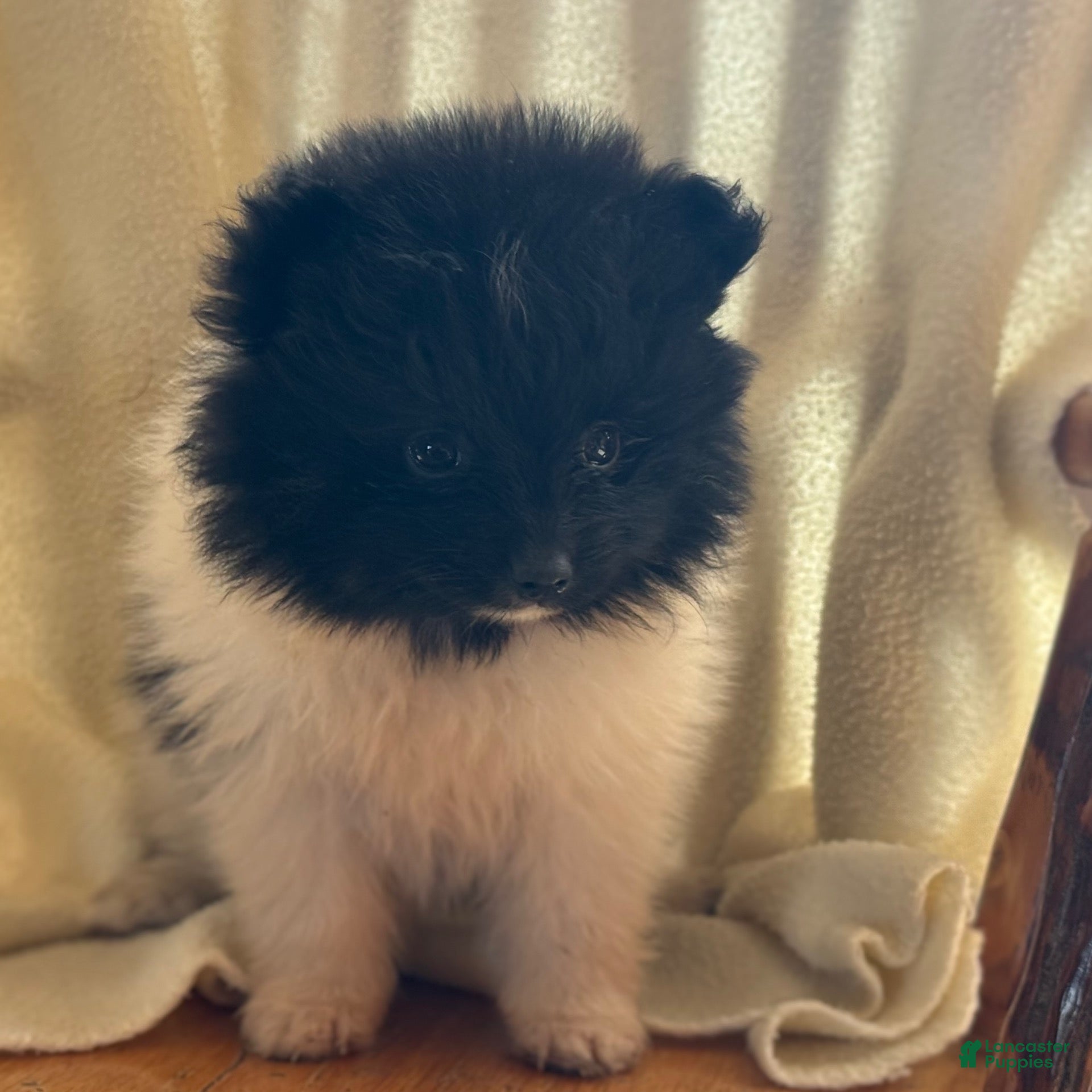 Pomeranian dogs Kyana - Ad 2