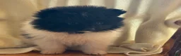 Pomeranian dogs for sale: Kyana - Ad 2