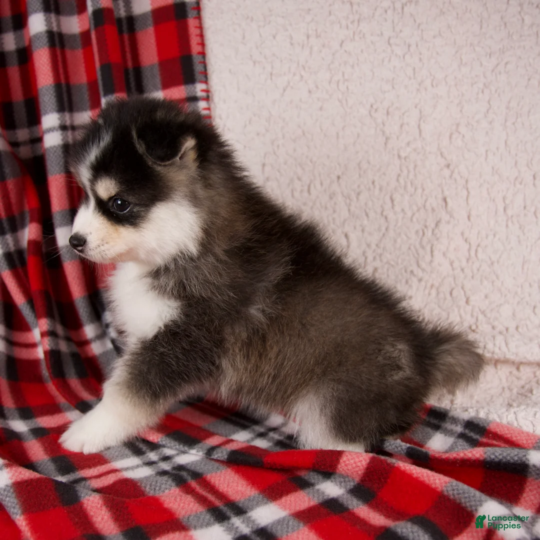 Pomsky dogs for sale: Jackson - Ad 4
