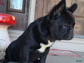 French Bulldog dogs for sale: Black fluffy male - Ad 4