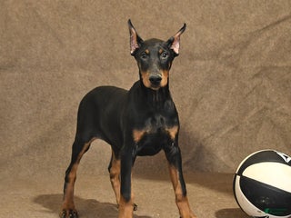 Doberman Pinscher dogs - Ad 7