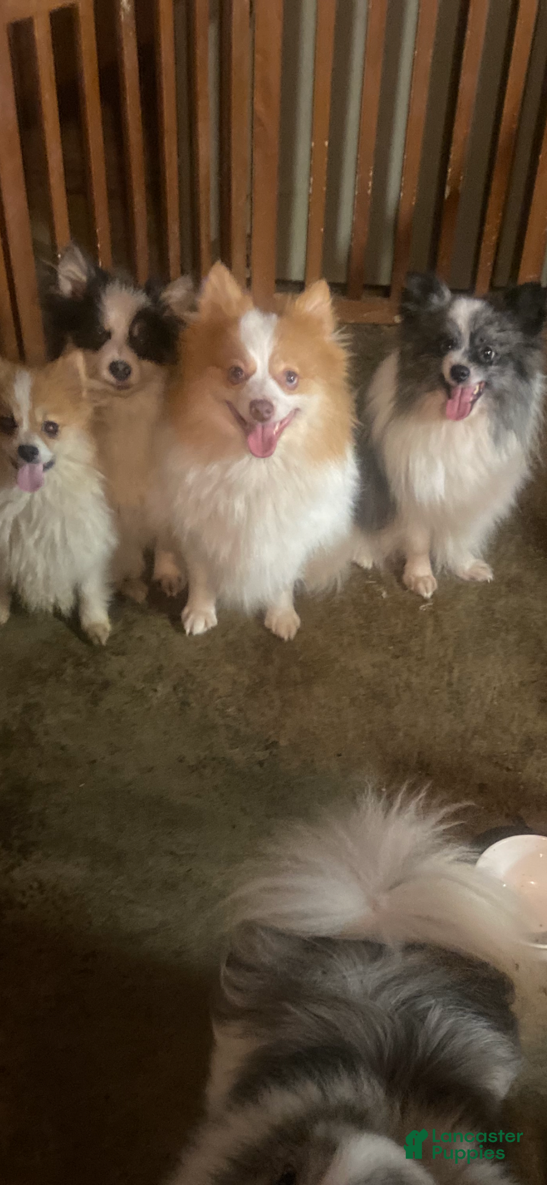 Pomeranian dogs for sale: Pomeranian Puppy 2 - Ad 5