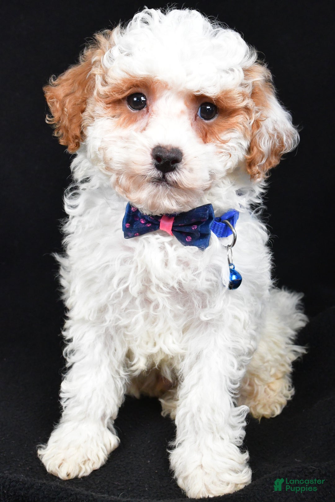 Miniature Poodle dogs for sale: Diamond - Ad 1