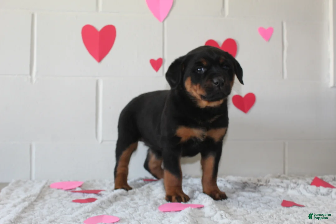Rottweiler dogs for sale: Bella - Ad 4
