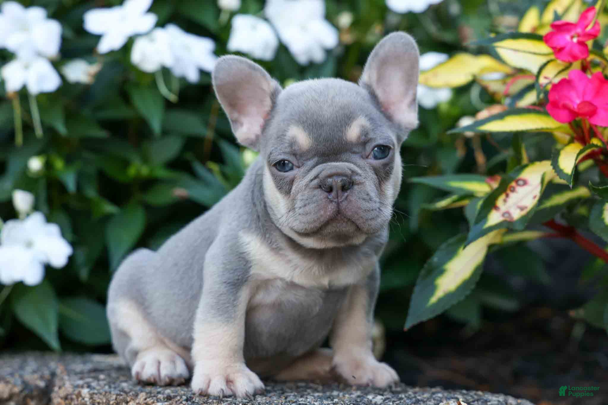 French Bulldog dogs Roxie🌸 - Ad 1