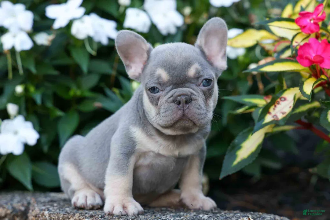 French Bulldog dogs for sale: Roxie🌸 - Ad 1