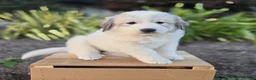 Great Pyrenees dogs for sale: Kate - Ad 5
