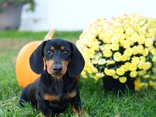 Miniature Dachshund dogs - Ad 6