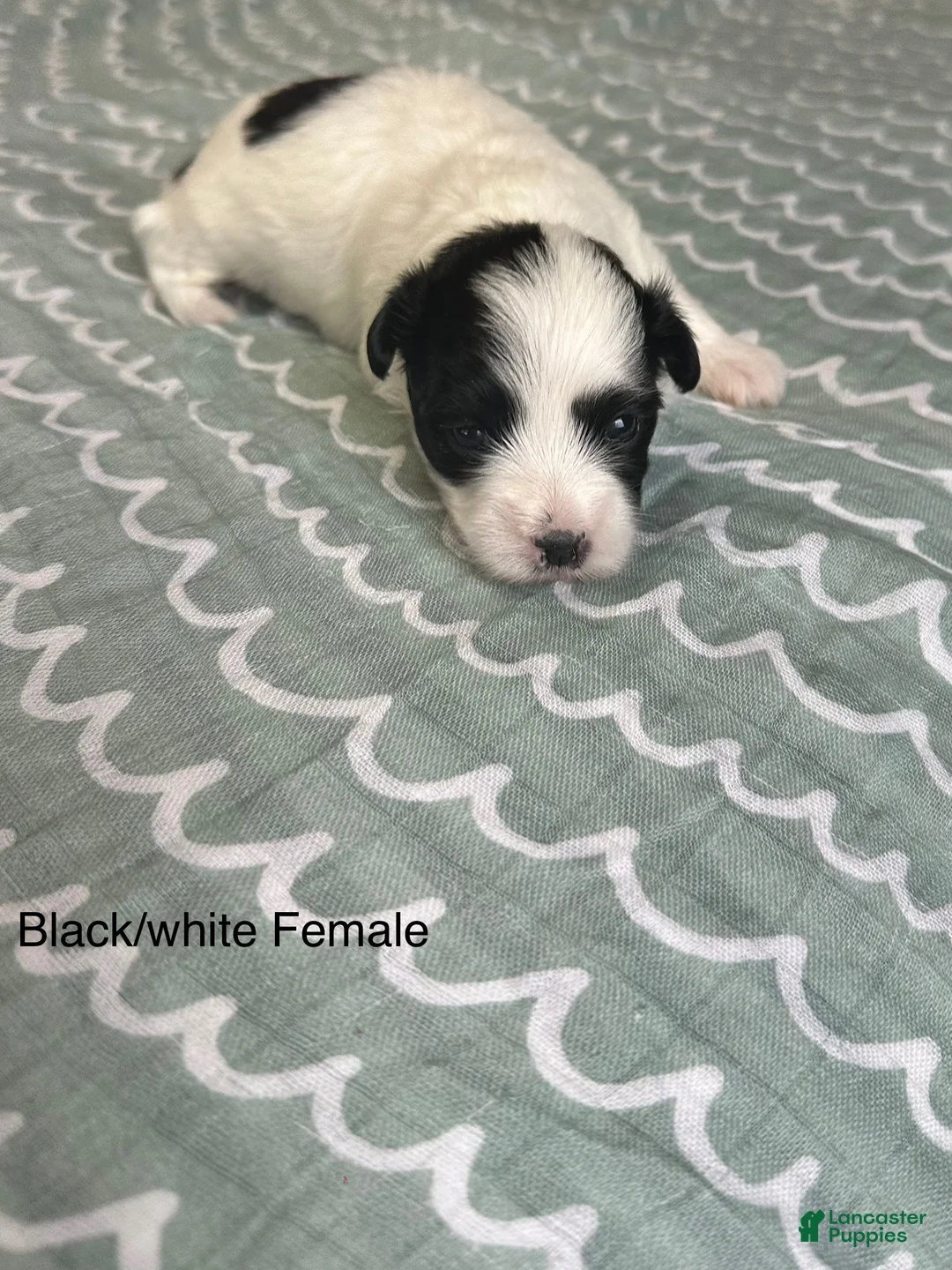 Coton De Tulear dogs for sale: Coton De Tulear Puppy 5 - Ad 1