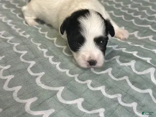 Coton De Tulear dogs for sale: Coton De Tulear Puppy 5 - Ad 2