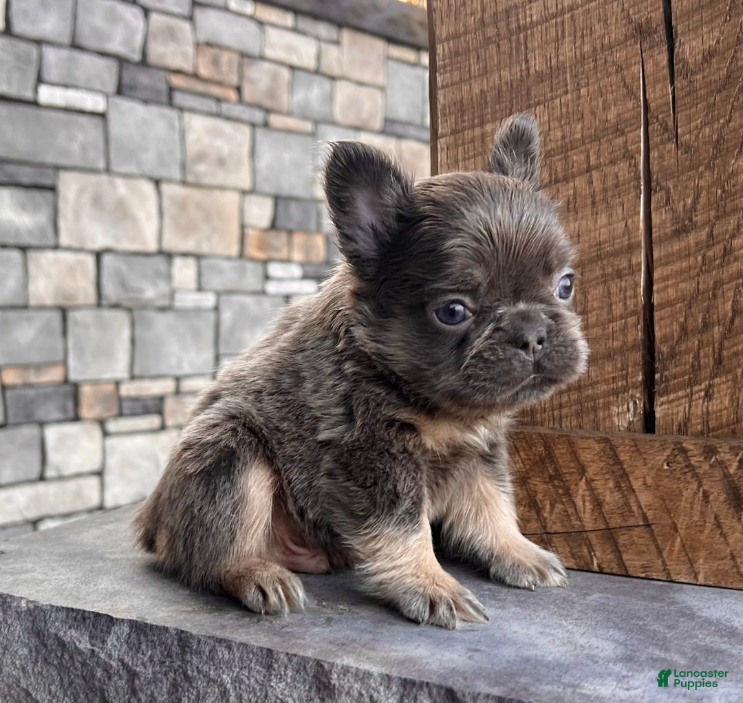 French Bulldog dogs for sale: Bobby - Ad 2