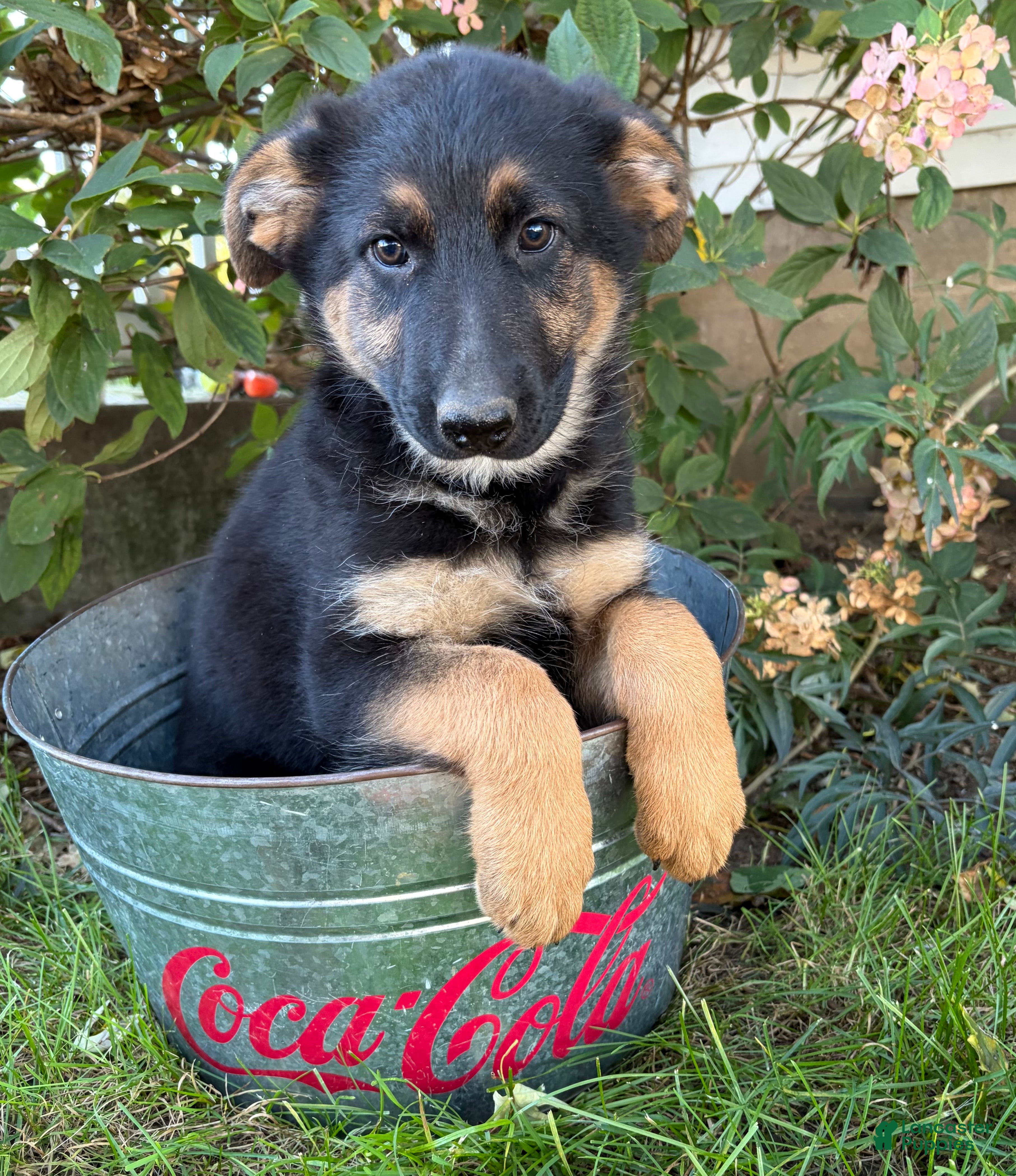 German Shepherd dogs Dakota - Ad 1