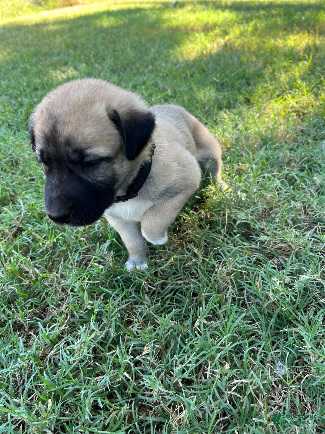 Turkish Kangal dogs for sale: Pink Girl (Runt) - Ad 3