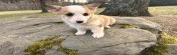 Welsh Corgi Pembroke dogs for sale: Maggie - Ad 5