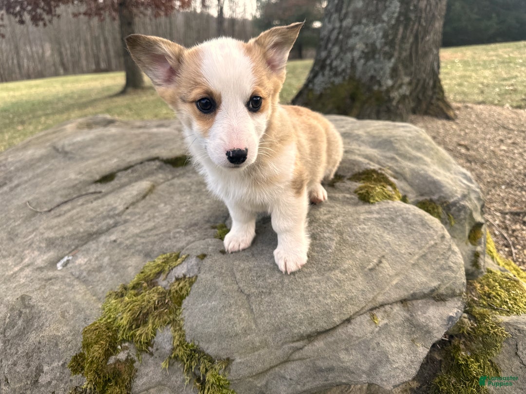 Welsh Corgi Pembroke dogs for sale: Maggie - Ad 5