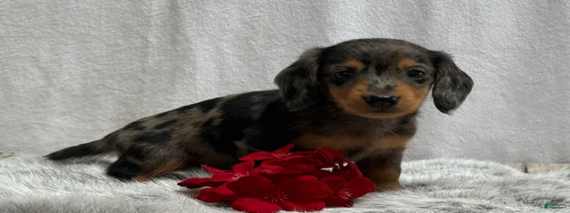 Miniature Dachshund 