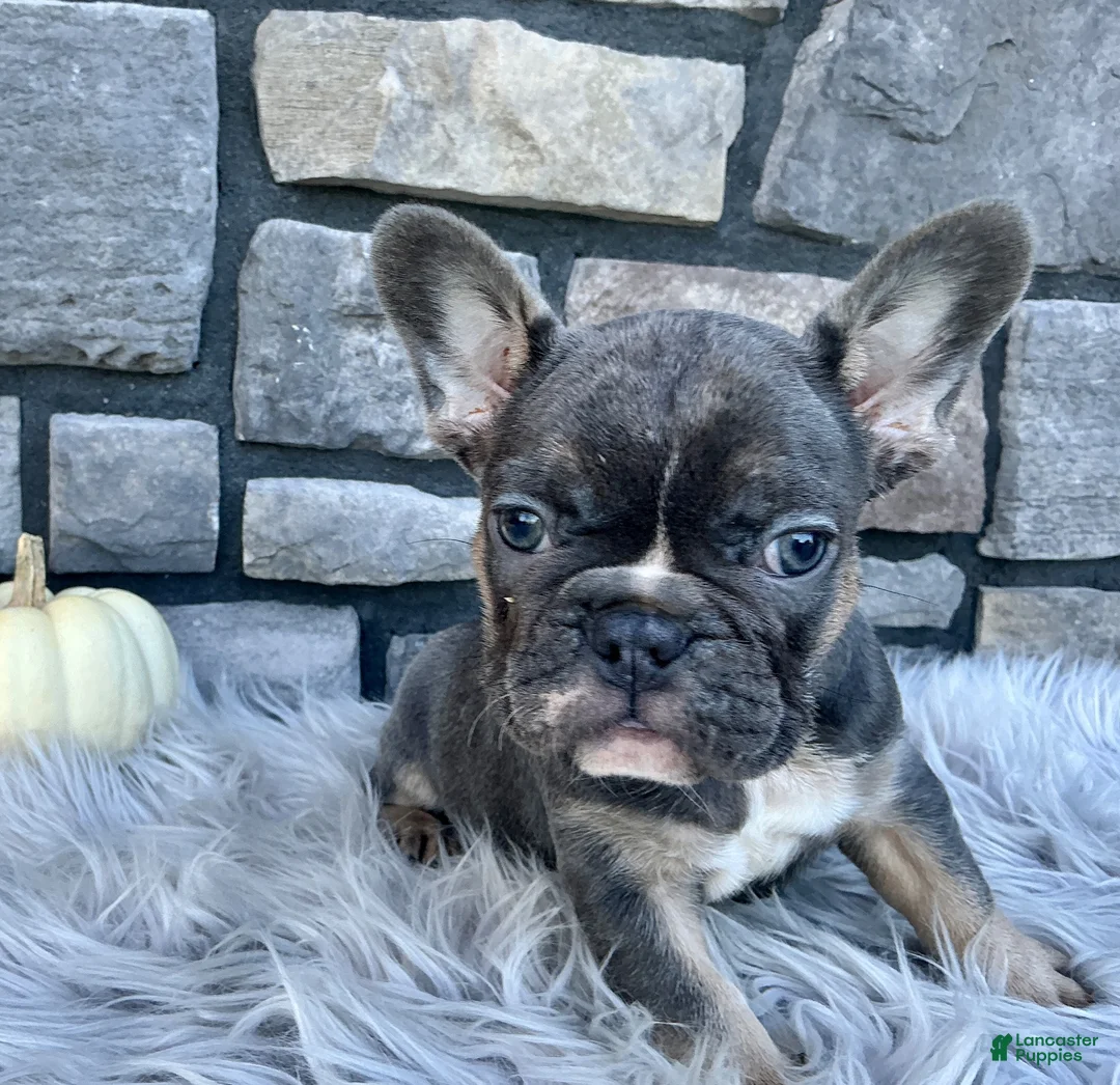 French Bulldog dogs for sale: Stella - Ad 2