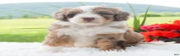 Mini Bernedoodle dogs for sale: Ruffles  - Ad 4