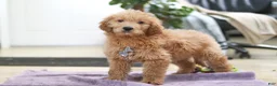 Goldendoodle dogs for sale: Maverick - Ad 5