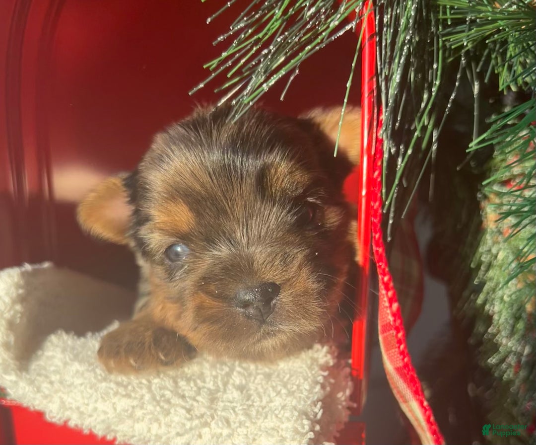 Yorkshire Terrier dogs for sale: Pixie - Ad 7