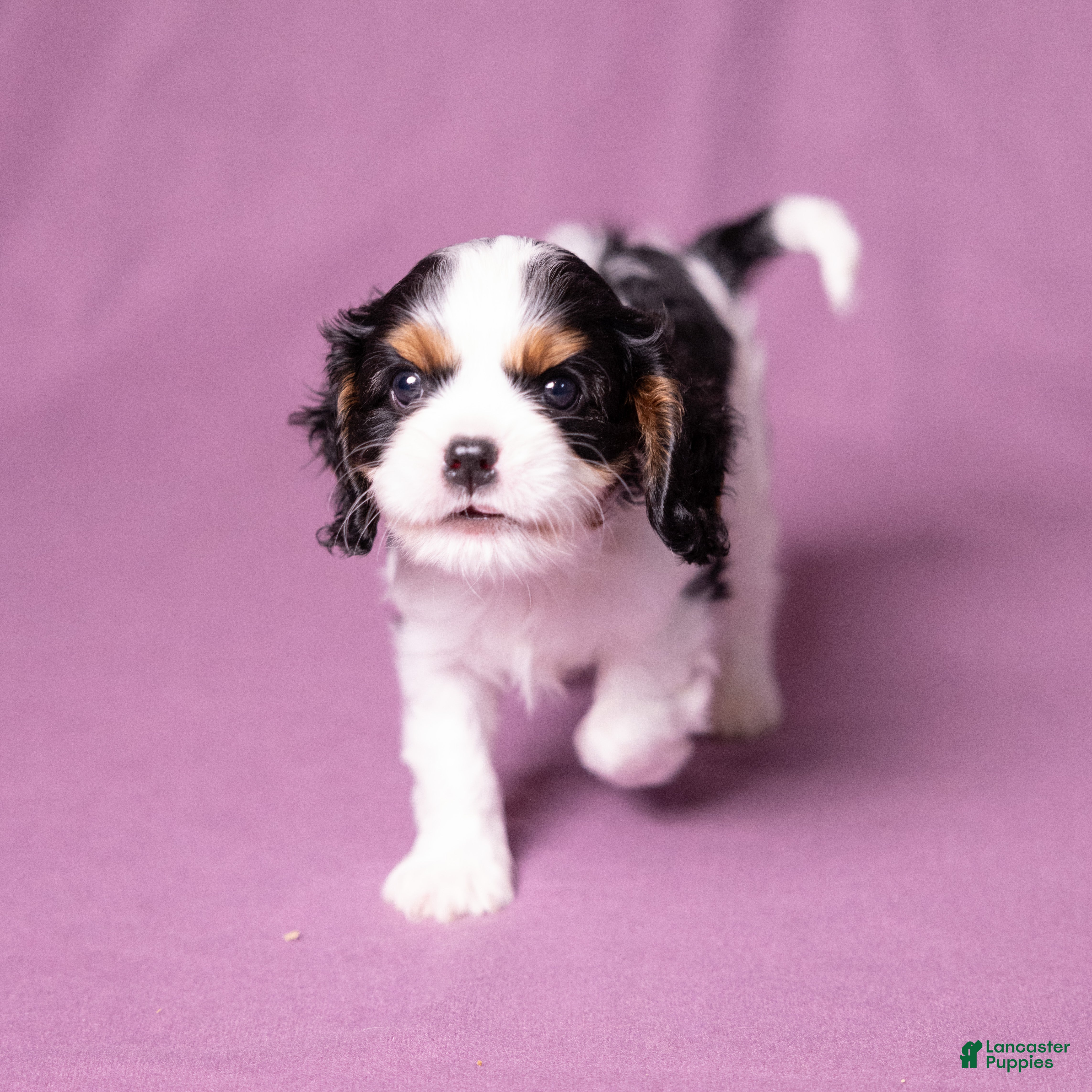 Cavalier King Charles Spaniel dogs Lukas - Ad 2