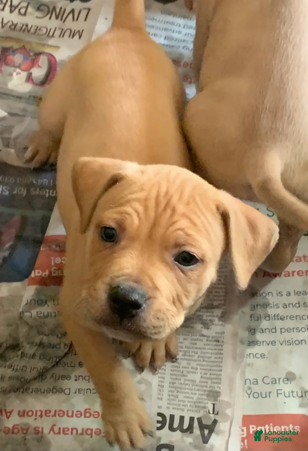 American Pit Bull Terrier dogs for sale: American Pit Bull Terrier Puppy 1 - Ad 4