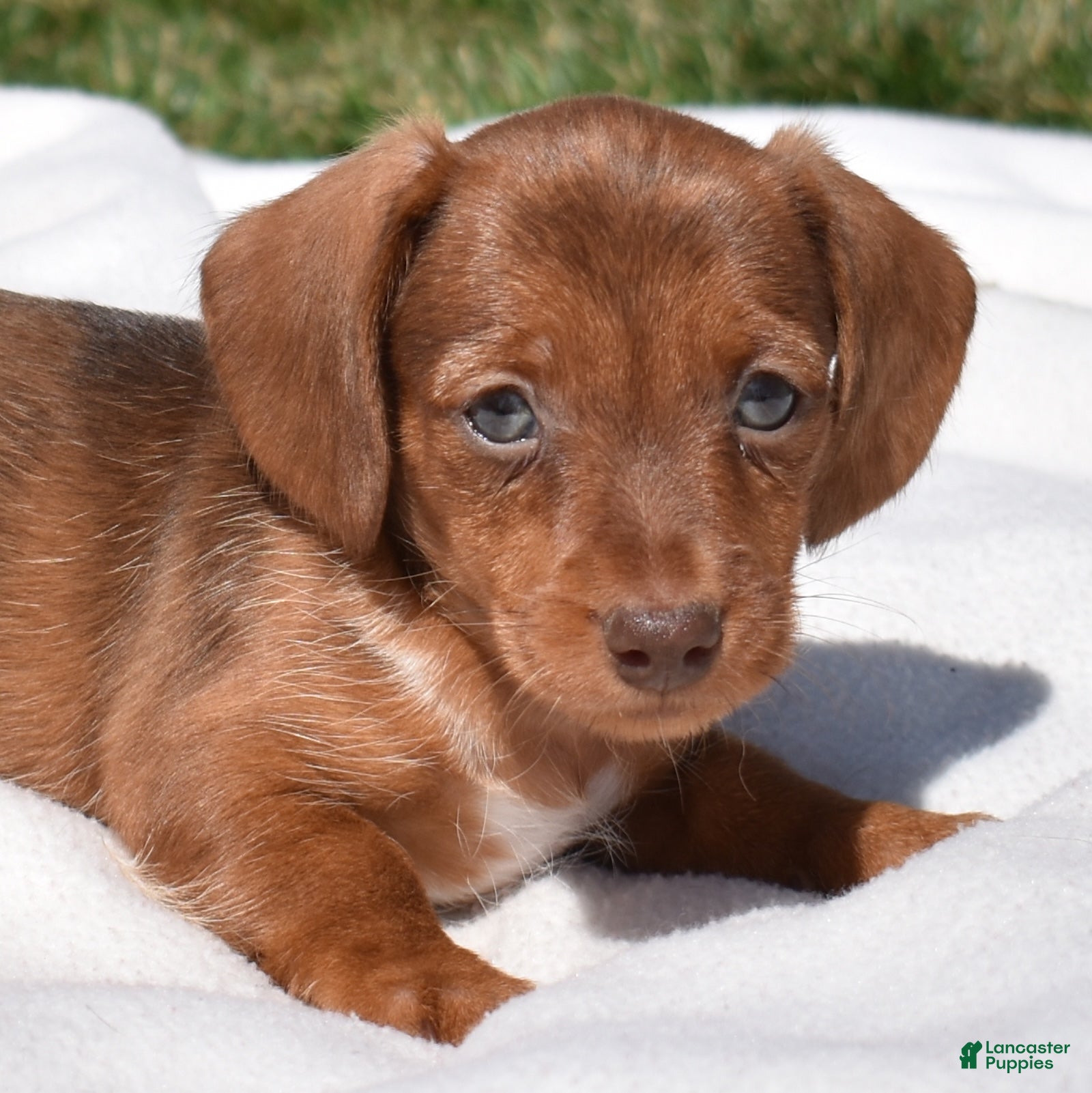 Miniature Dachshund dogs Latte - Ad 2