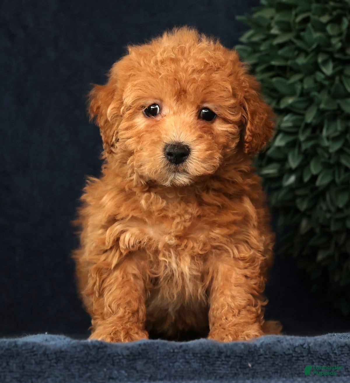 Bichpoo dogs Hazel - Ad 2