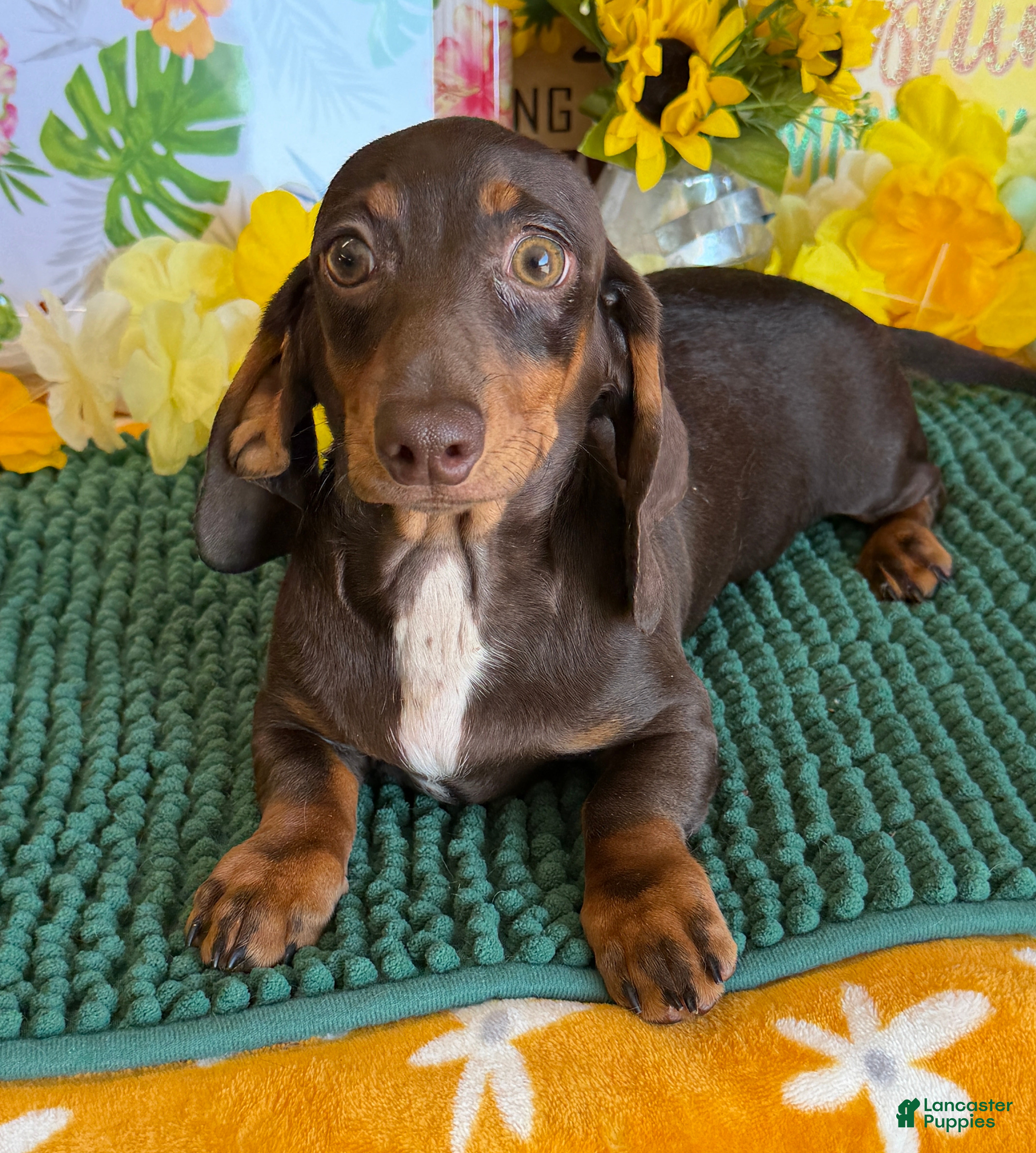 Miniature Dachshund dogs Benson - Ad 22