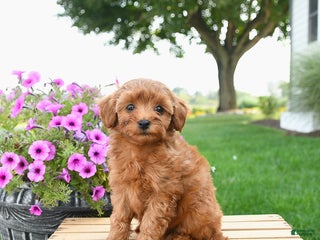 Mixed Breed dogs - Ad 5