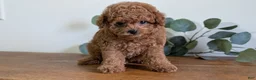 Cavapoo dogs for sale: Echo - Ad 5