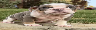 SWEETIE PIE - English Bulldog  