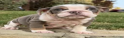 English Bulldog dogs for sale: SWEETIE PIE - English Bulldog   - Ad 1