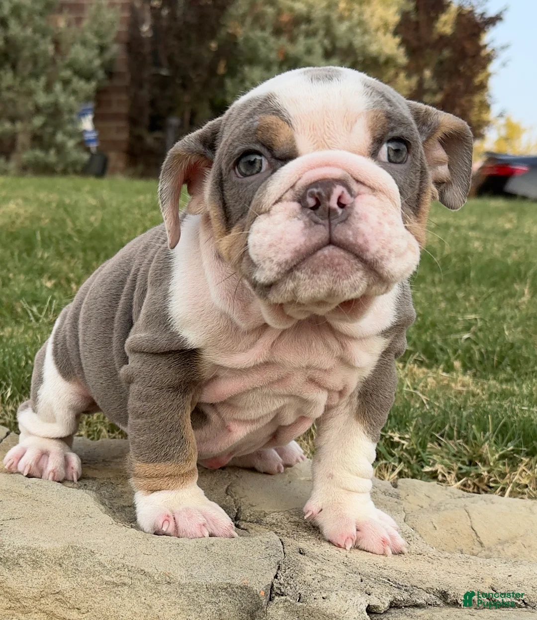 English Bulldog dogs for sale: SWEETIE PIE - English Bulldog   - Ad 1