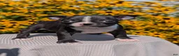 Boston Terrier dogs for sale: Tulip - Ad 3