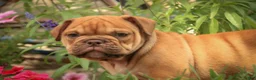 English Bulldog dogs for sale: Titus English Bulldog  - Ad 3