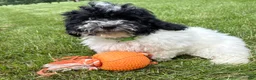 Havapoo dogs for sale: Ava  - Ad 1