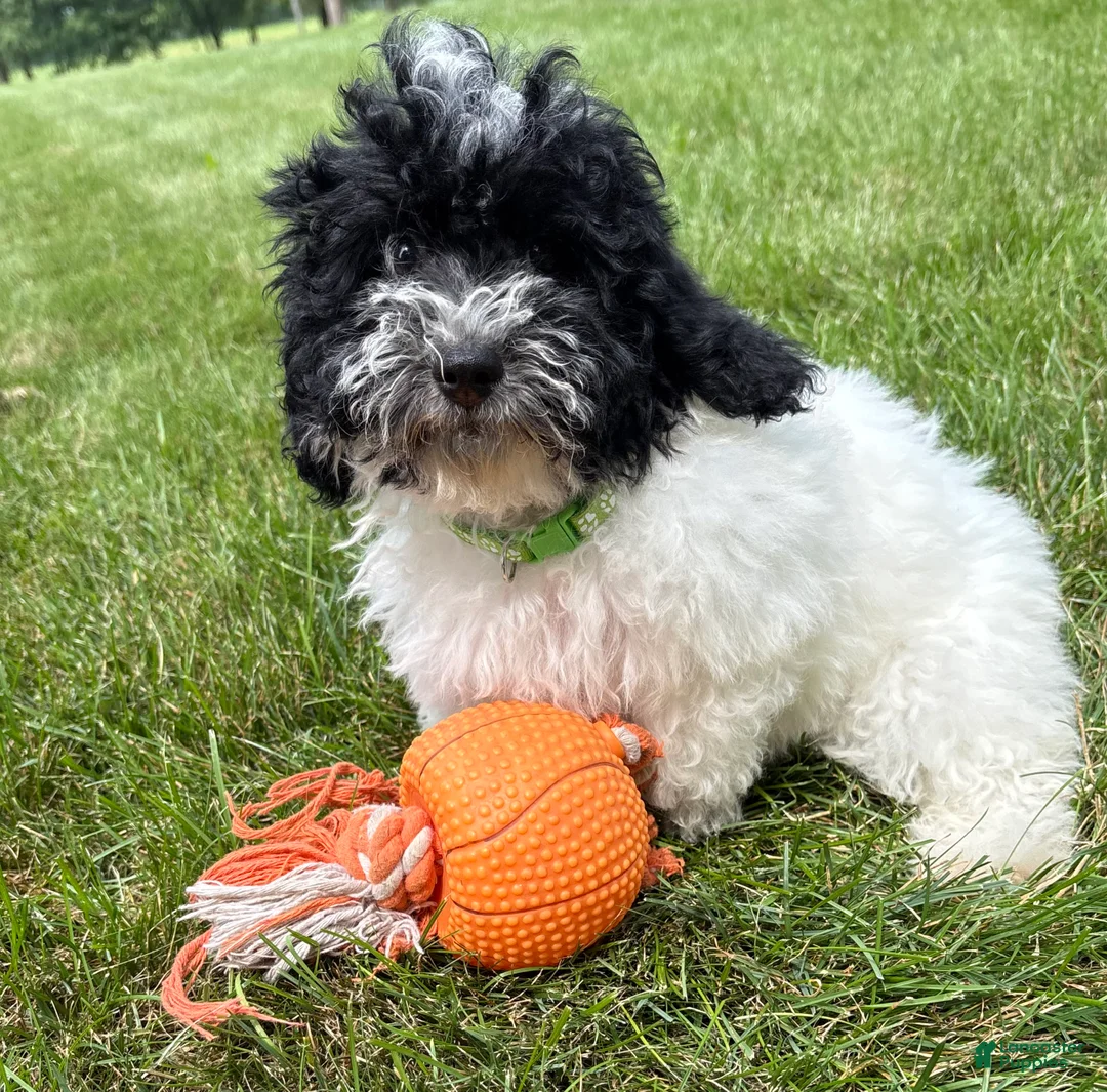 Havapoo dogs for sale: Ava  - Ad 1