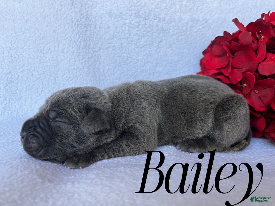 Cane Corso dogs for sale: Bailey - Ad 1