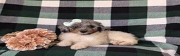 Mini Bernedoodle dogs for sale: Genna Hypoallergenic - Ad 5