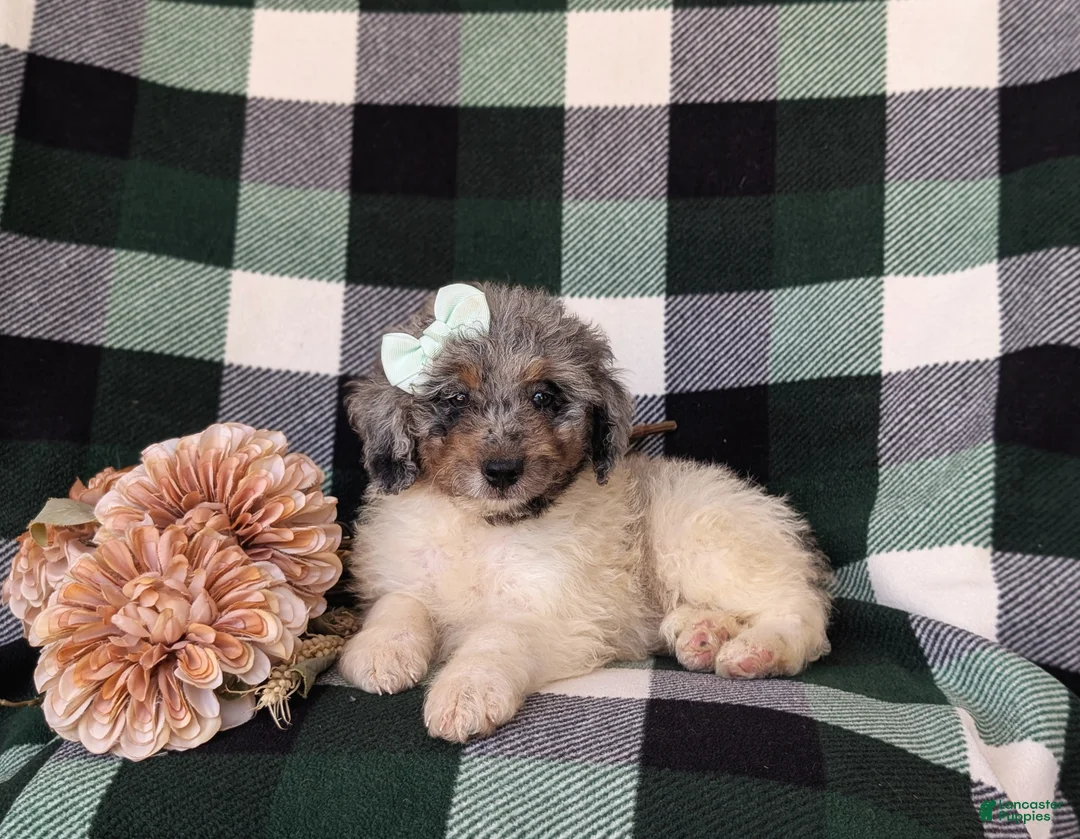 Mini Bernedoodle dogs for sale: Genna Hypoallergenic - Ad 5