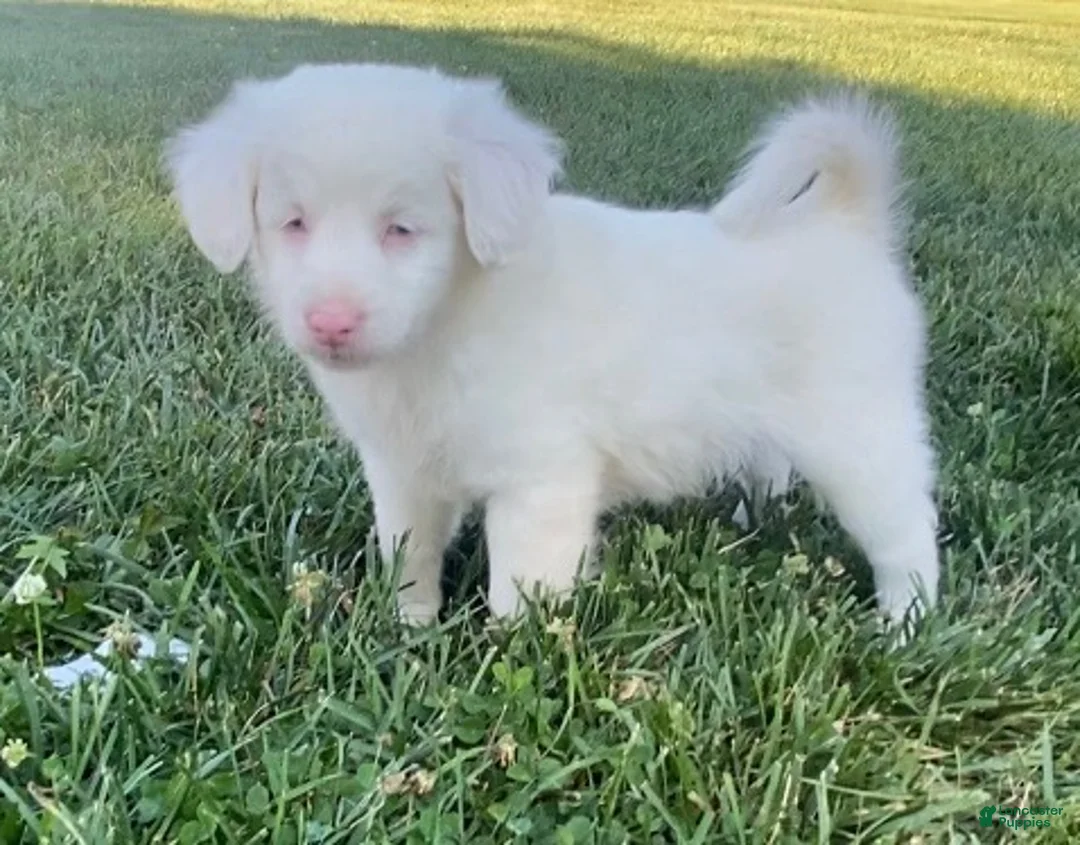 Mini Aussiedoodle dogs for sale: Faith - Ad 1