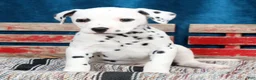 Dalmatian dogs for sale: Layla - Ad 6