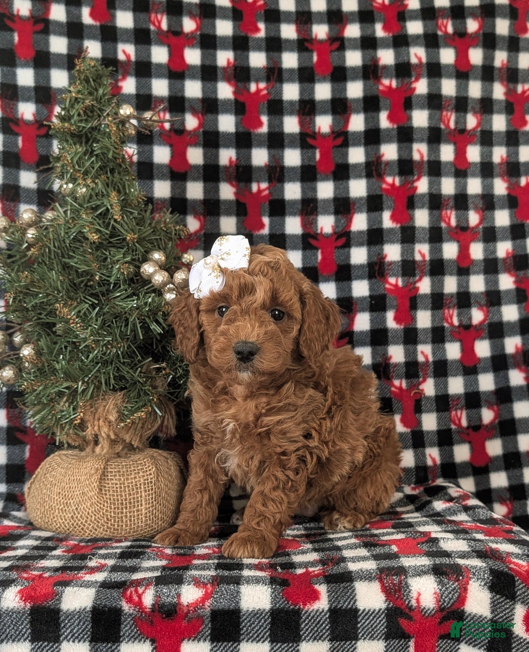 Mixed Breed dogs for sale: Charlene Hypoallergenic - Ad 3