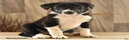 Mixed Breed dogs for sale: Amber - Ad 2