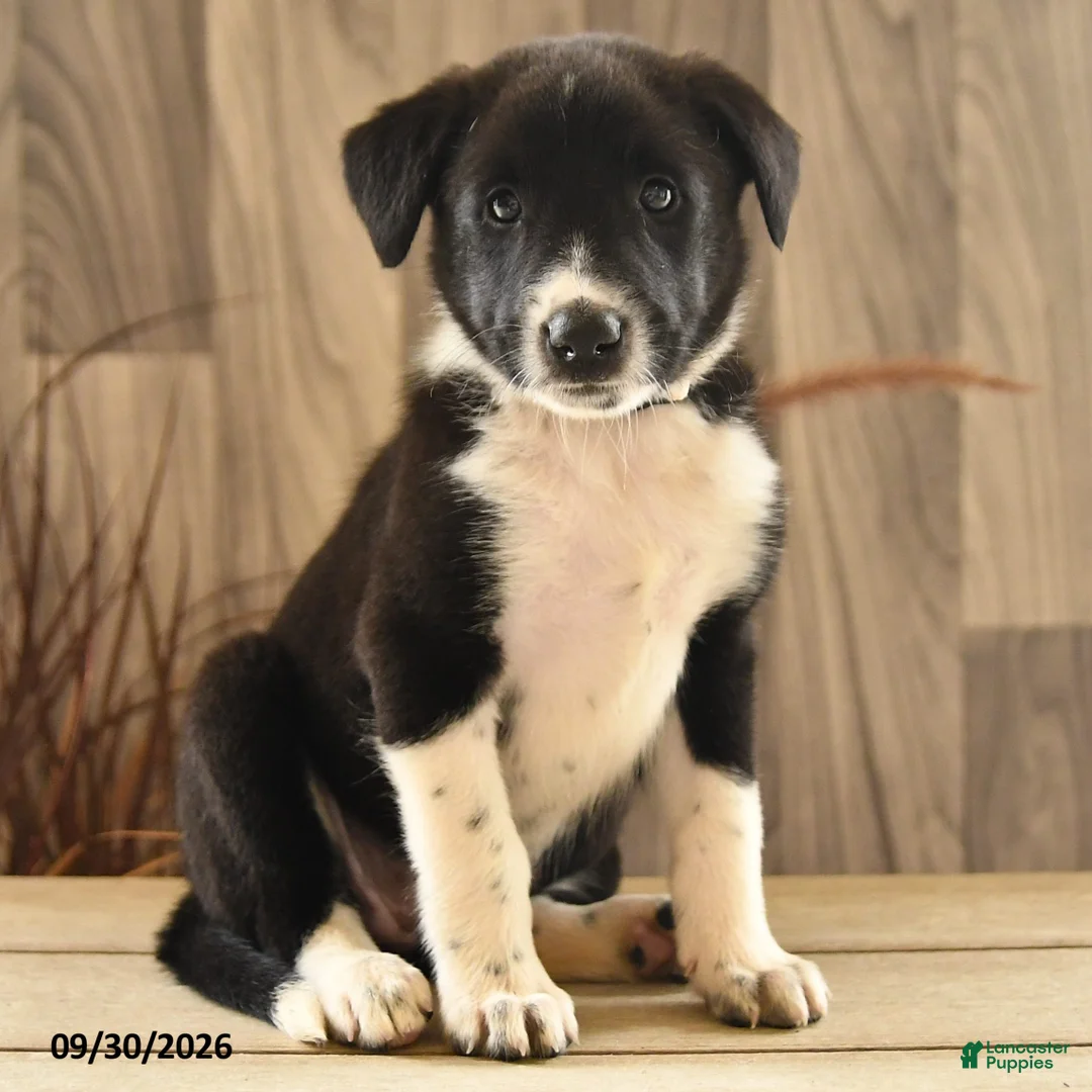 Mixed Breed dogs for sale: Amber - Ad 2