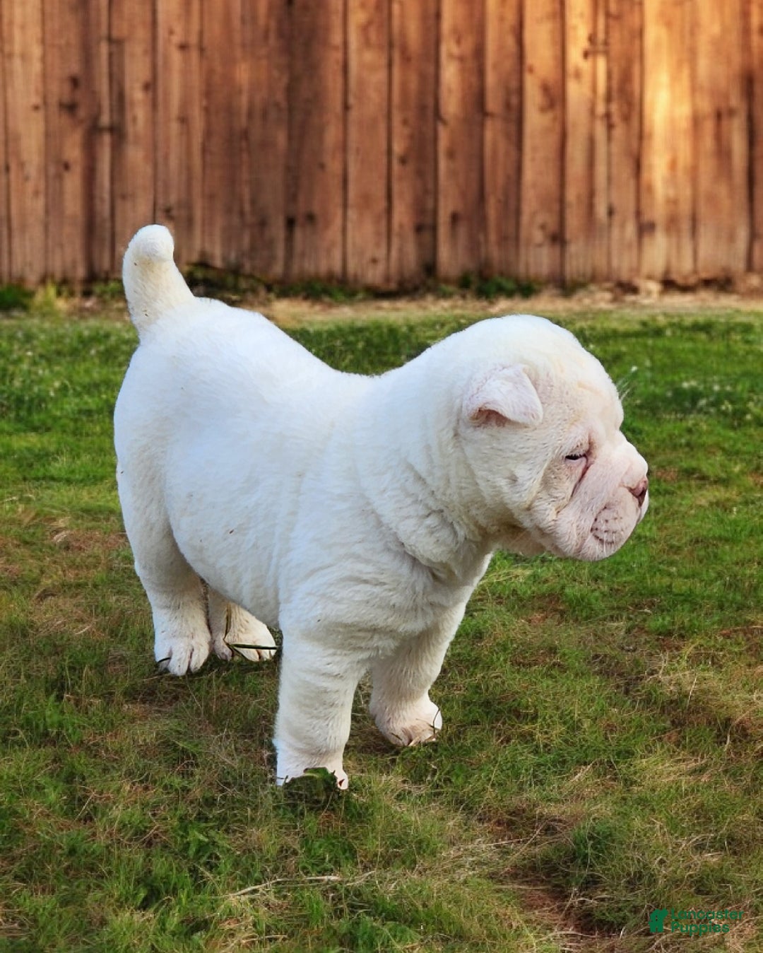 Shar Pei dogs for sale: Snow mini  - Ad 13