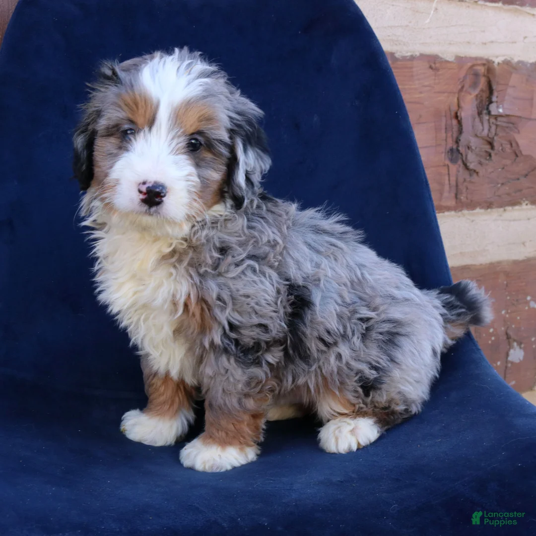 Mini Bernedoodle dogs for sale: Charlie  - Ad 4